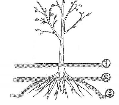 木を知ろう 第三回 木の植え方 千葉のお庭 外構専門店 お得な情報更新中 スペースガーデニング
