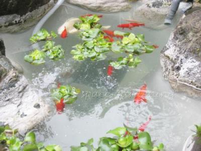 庭に池のある生活を楽しみませんか 千葉のお庭 外構専門店 お得な情報更新中 スペースガーデニング