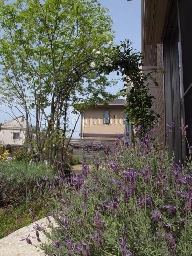 アーチ　アイアン　植栽　下草　バラ