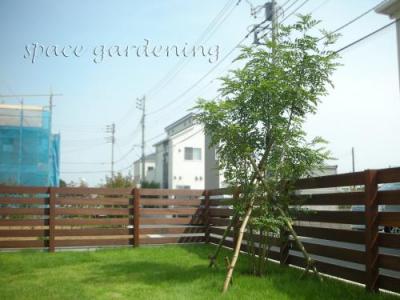植栽　シンボルツリー　常緑樹　シマトネリコ