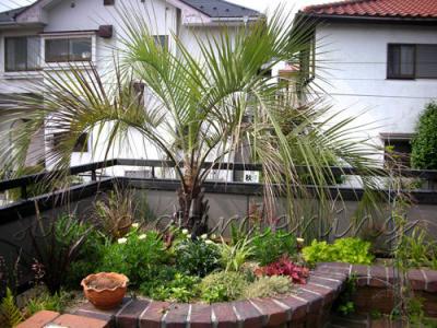 南国の植物のある庭 千葉のお庭 外構専門店 お得な情報更新中 スペースガーデニング