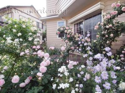 バラ好き必見 おしゃれなローズガーデン バラのある庭の写真まとめ 千葉のお庭 外構専門店 お得な情報更新中 スペースガーデニング