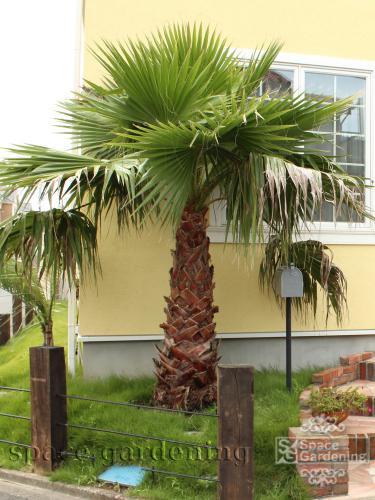 ヤシの木　椰子　ワシントンヤシ　庭　デザイン　ガーデン　リゾート