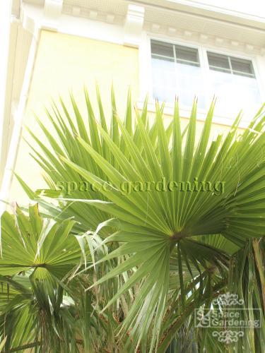 ヤシの木　椰子　ワシントンヤシ　庭　デザイン　ガーデン　リゾート