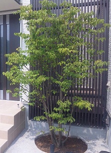 シンボルツリーにおすすめヤマボウシ 千葉のお庭 外構専門店 お得な情報更新中 スペースガーデニング