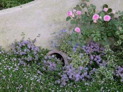 お庭に植えたい バラを引き立てる 害虫除けの植物 埼玉のお庭 外構専門店 スペースガーデニング さいたま店ブログ更新中