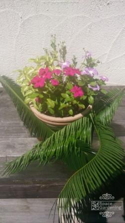 鉢植え