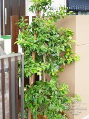 植栽　シンボルツリー　常緑樹　ソヨゴ