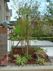 植栽　シンボルツリー　落葉樹　アオハダ