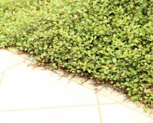 ワイヤープランツ