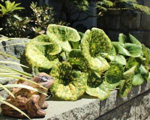 ツワブキ