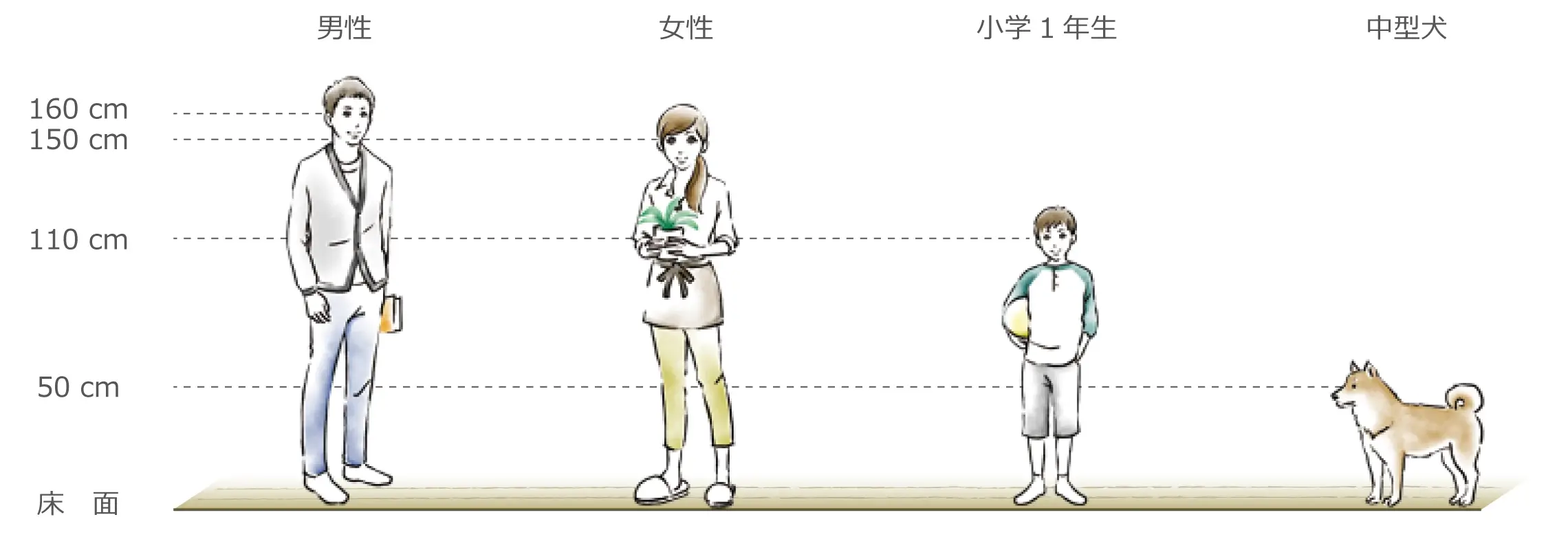 男性、女性、小学1年生、中型犬の目線の高さ比較イメージ