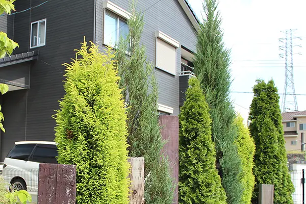 植栽のイメージ