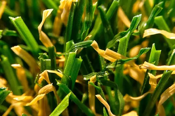 当社使用人工芝のV字形状の芝葉比較写真