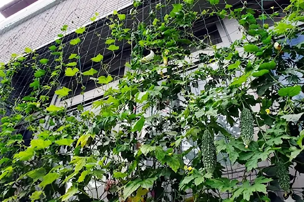 つる植物でつくるグリーンカーテン